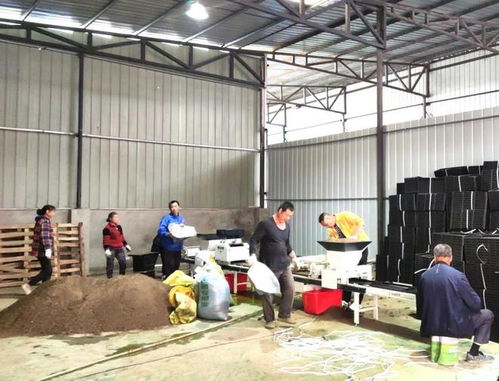 夏之火丨工廠化育秧 機械化插秧 龍泉驛大春播種滿滿的科技感